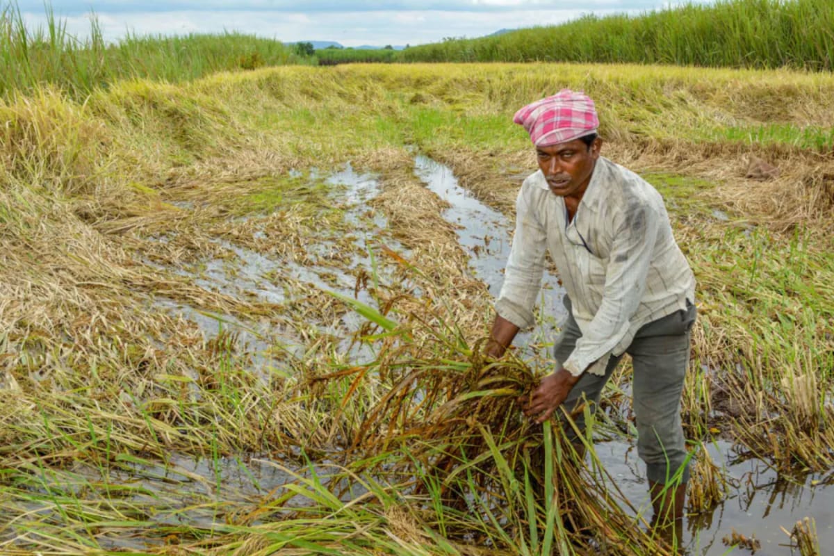 El Nino Affected Kharif Crops Production Across India, ICAR Study Finds