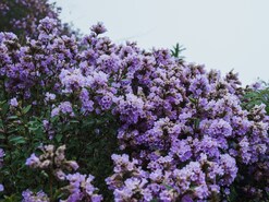 Blanketing the hills in a breathtaking shade of blue, this rare flower creates one of South India’s most spectacular natural events, but it appears only once every 12 years. 