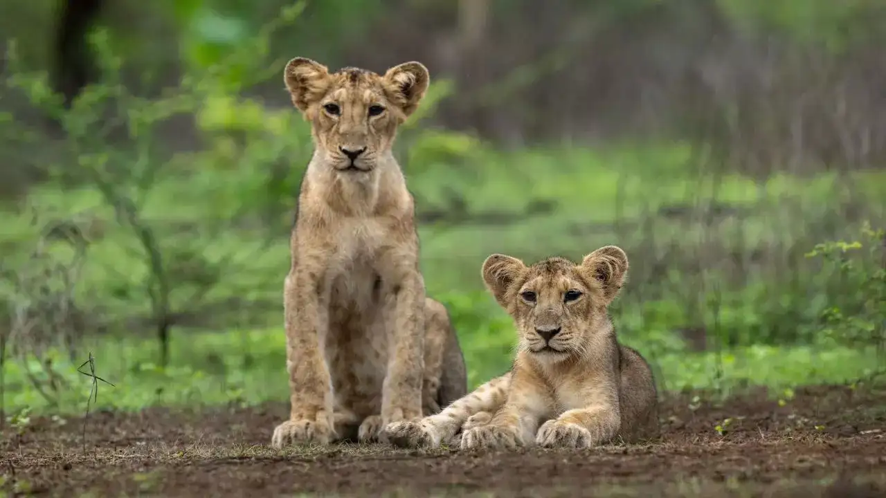 Unlike other national parks, Gir does not have zones; it has 13 routes, which are randomly assigned to the jeeps.
