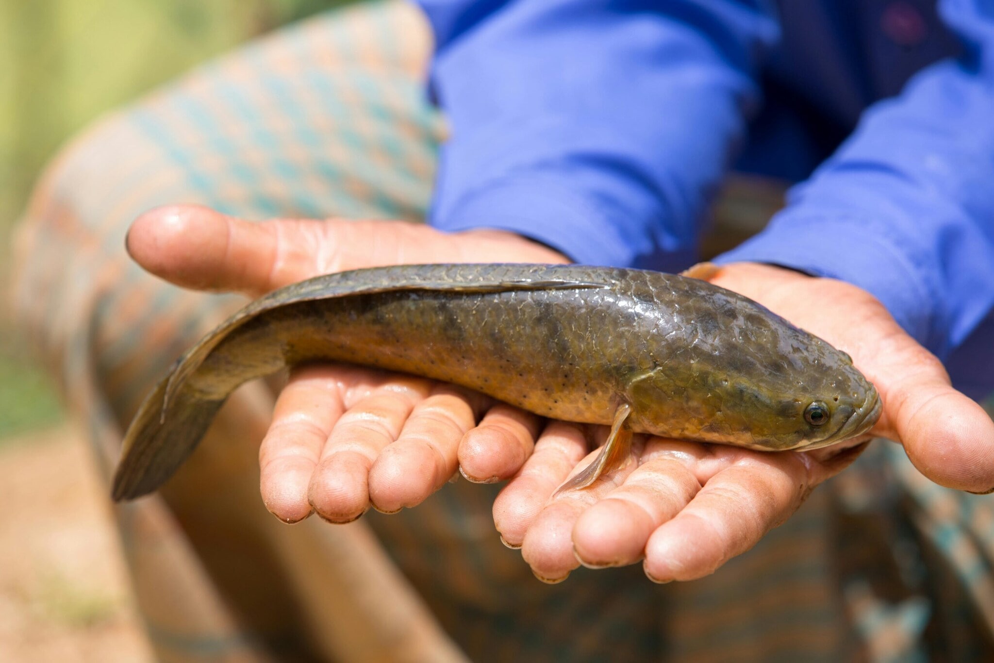 Hashan Fish GK: This Fish Can Survive For Years Without Water, And It Is Older Than ...
