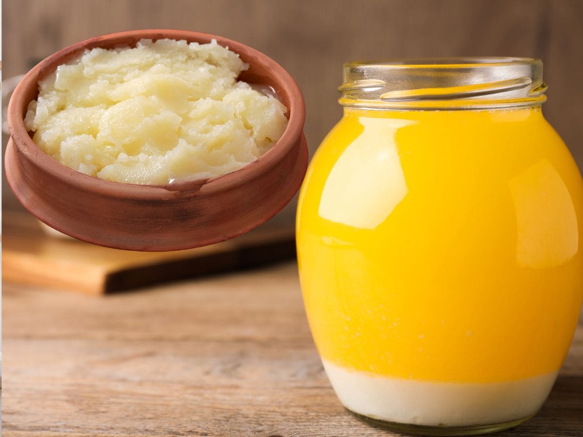 cow vs buffalo milk, cow milk fat, buffalo milk fat, ghee production, desi ghee, cow ghee benefits, buffalo ghee, dairy farmers, Cow milk, Buffalo milk, Cow milk vs buffalo milk, Ghee production, Desi ghee, Cow ghee, Buffalo ghee, Milk nutrition, Healthy milk, Dairy farming, ఆవు పాలు, గేదె పాలు, ఆవు పాలు గేదె పాలు తేడా, నెయ్యి తయారీ, దేశీ నెయ్యి, ఆవు నెయ్యి, గేదె నెయ్యి, పాల పోషక విలువలు, ఆరోగ్యకరమైన పాలు,