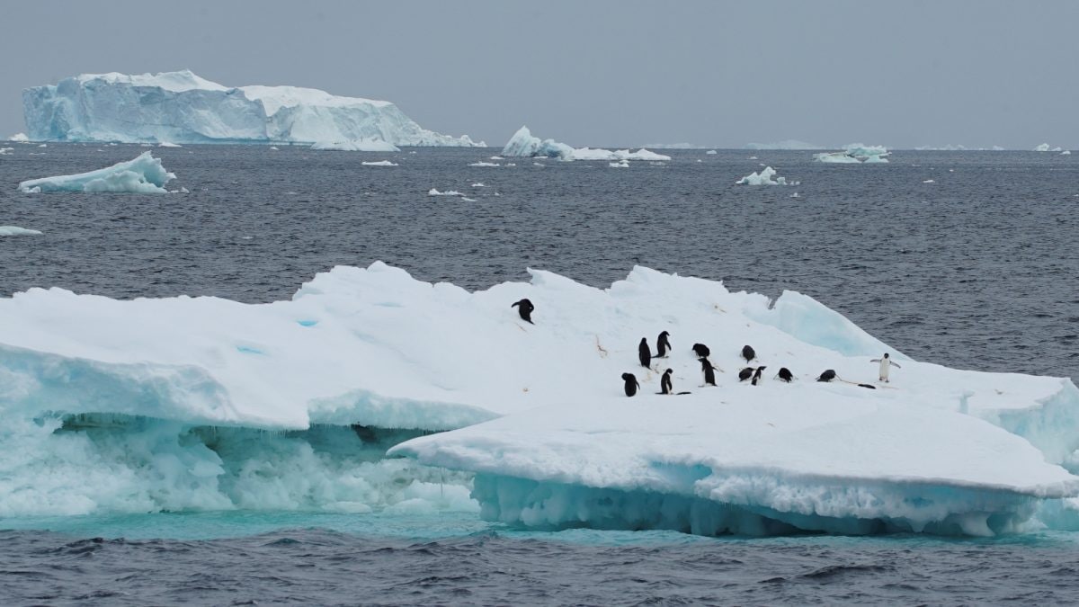 Why Hantavirus Outbreak On A Polar Cruise Has Scientists Worried About Antarctica Tourism
