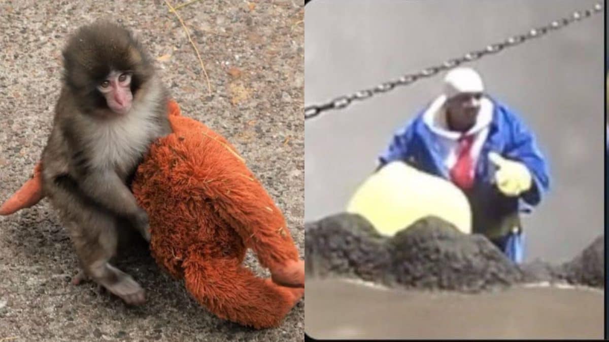 'Influencers Need Jail Time’: Americans Facing Jail Time After Jumping Inside Baby Punch's Enclosure For Content