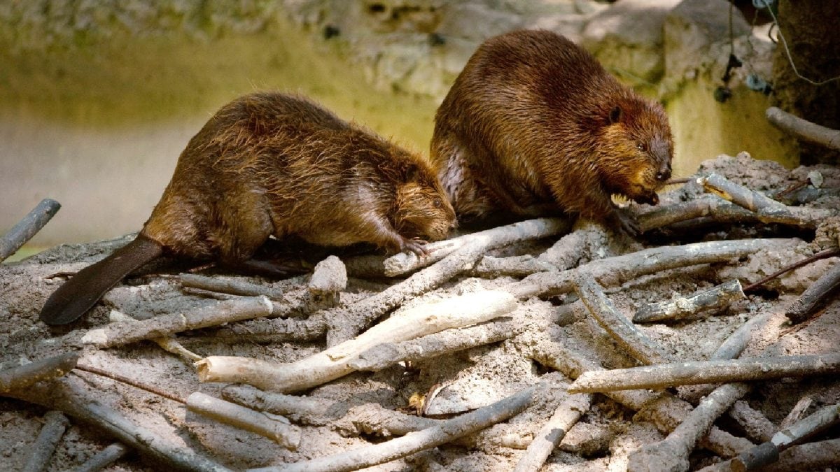 From Ant Supercolonies To Beaver Dams, Science Is Reopening The Debate On Animal Civilizations
