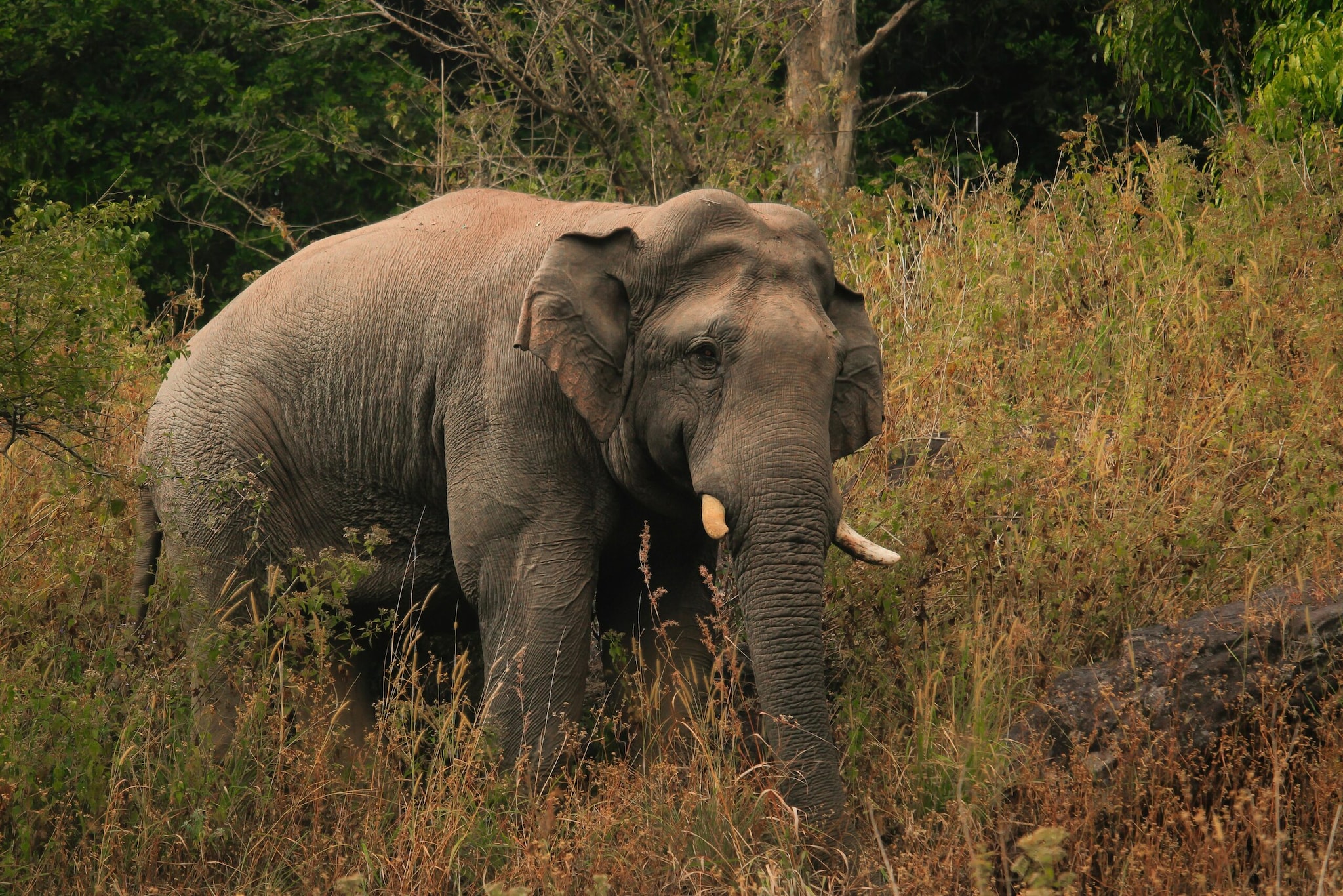 Did You Know These Animals Can Recognise Themselves In A Mirror?