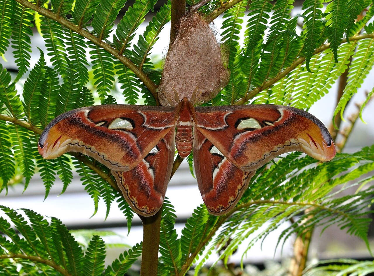 Animals With Fake Eyes: One Of Nature’s Coolest Survival Tricks Animals With Fake Eyes: One Of Nature’s Coolest Survival Tricks