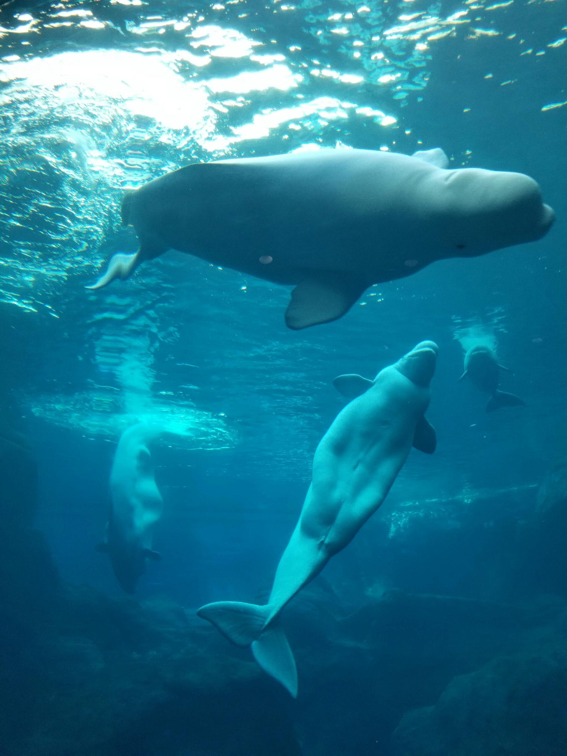 Did You Know These Animals Can Recognise Themselves In A Mirror?