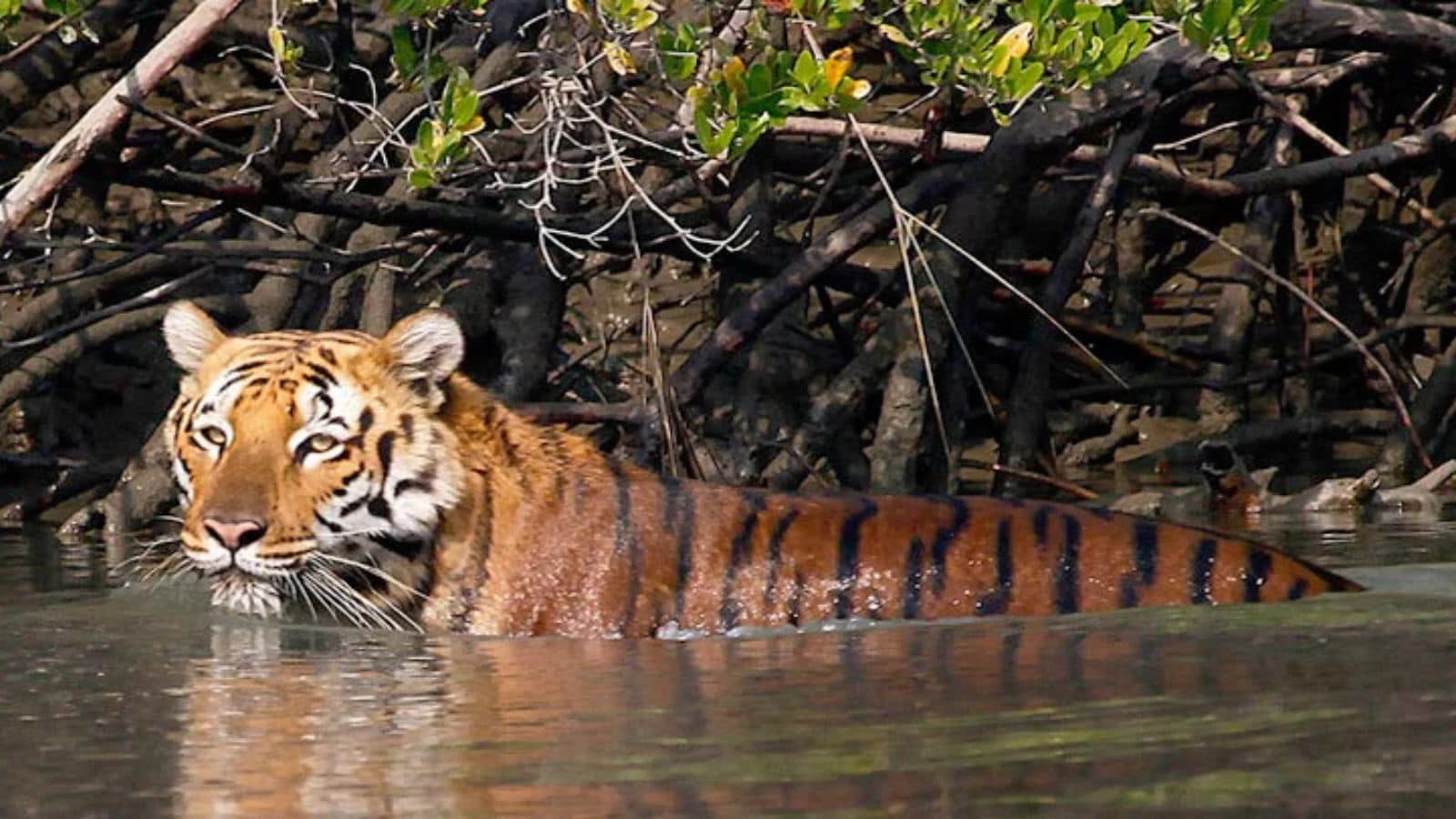 The Sundarbans: A Himalayan-Fed AmazoniaThe Amazon may hold the crown for scale, but the Sundarbans offers a more mysterious, saltwater soul. This is the world’s largest mangrove forest, a labyrinthine "mini-Amazon" where the jungle doesn't just grow; it breathes with the tides. Navigating these narrow, emerald channels by boat provides a visceral thrill—the sense that you are being watched by the apex predator of the marsh, the Royal Bengal Tiger.