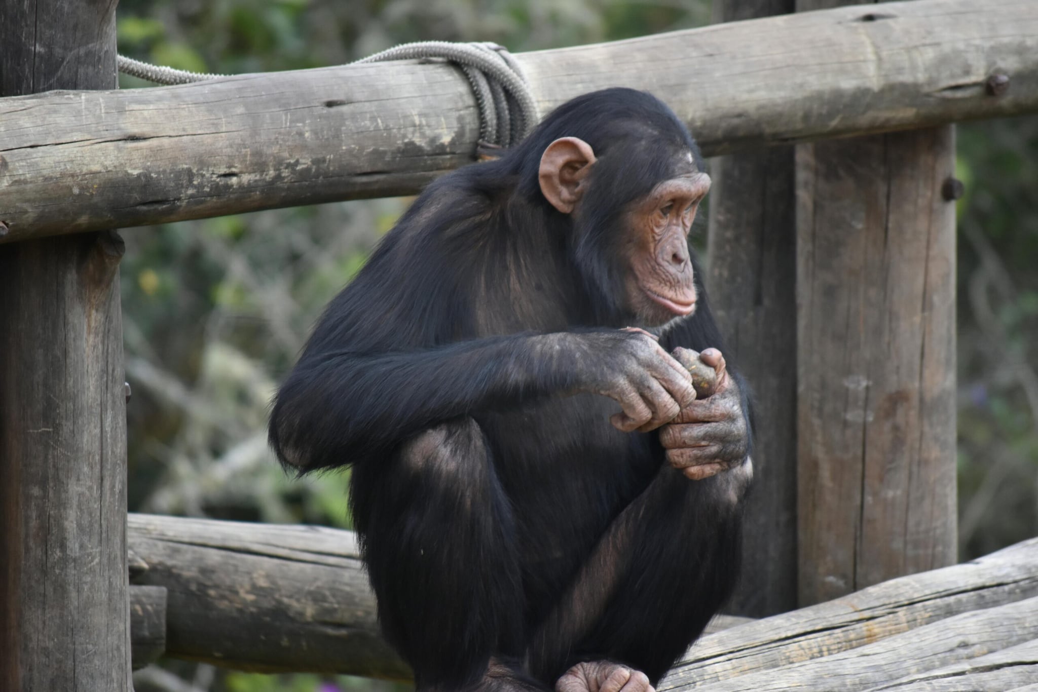 Did You Know These Animals Can Recognise Themselves In A Mirror?