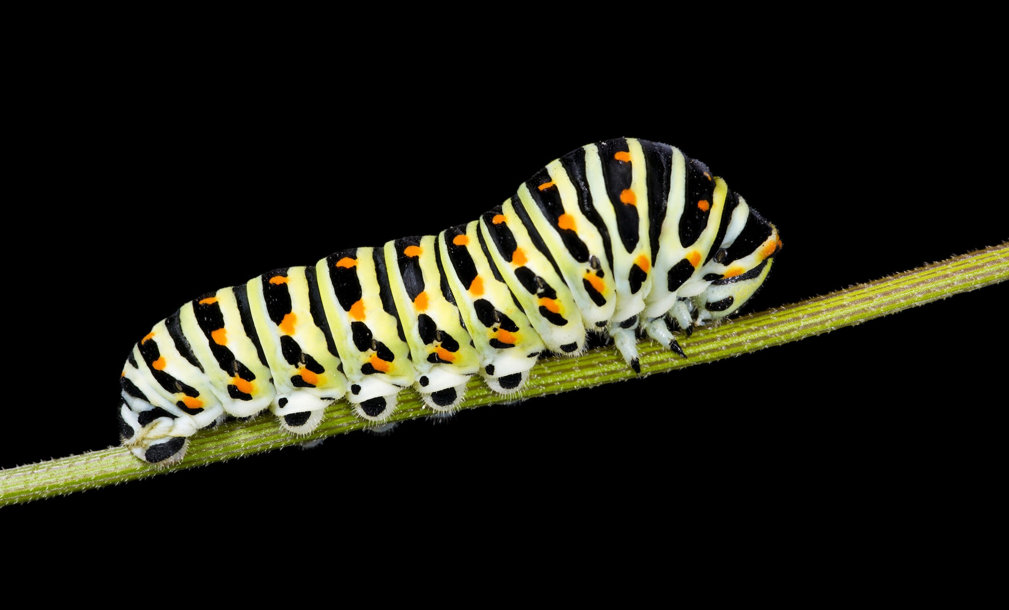 Animals With Fake Eyes: One Of Nature’s Coolest Survival Tricks Animals With Fake Eyes: One Of Nature’s Coolest Survival Tricks
