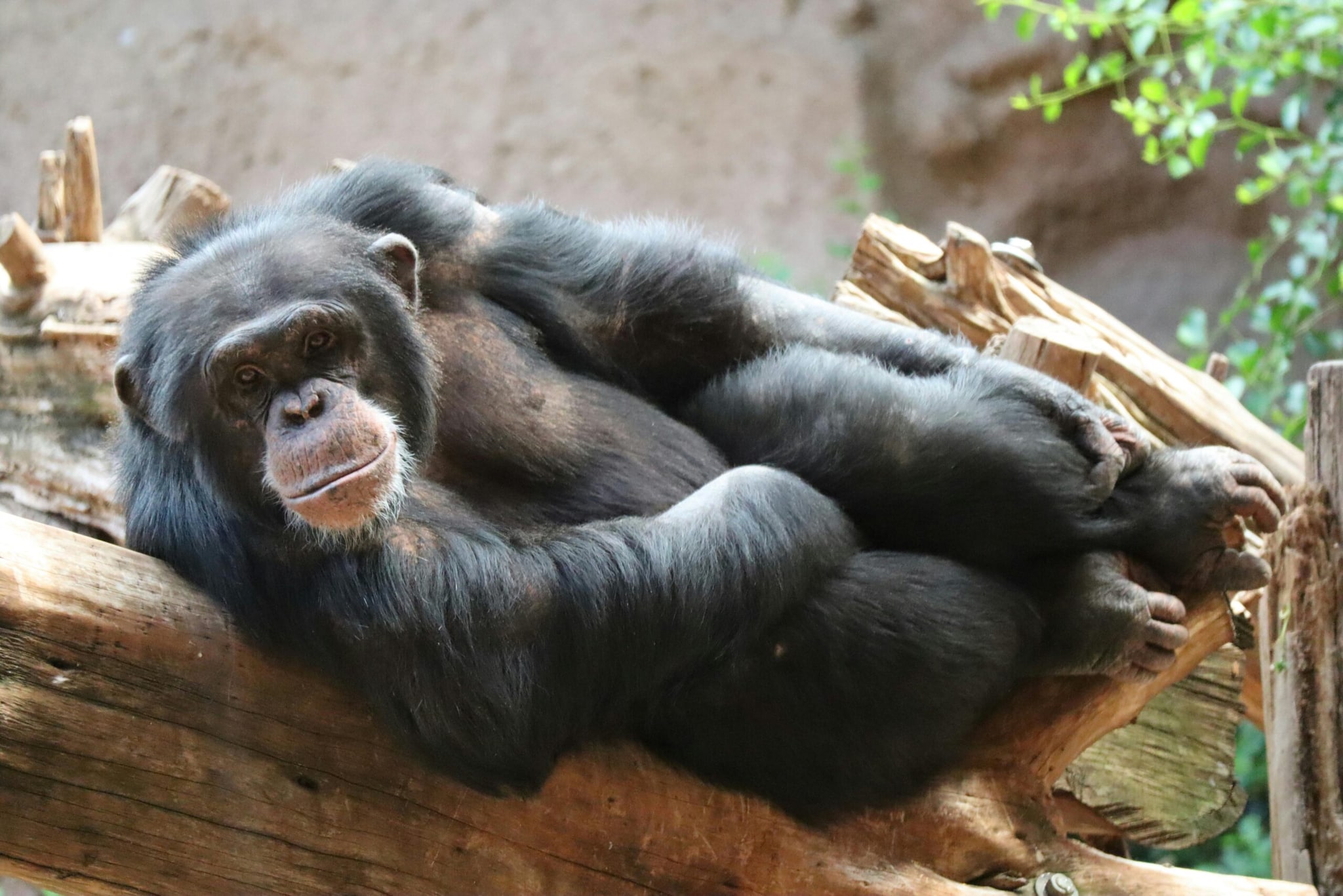 Did You Know These Animals Can Recognise Themselves In A Mirror?