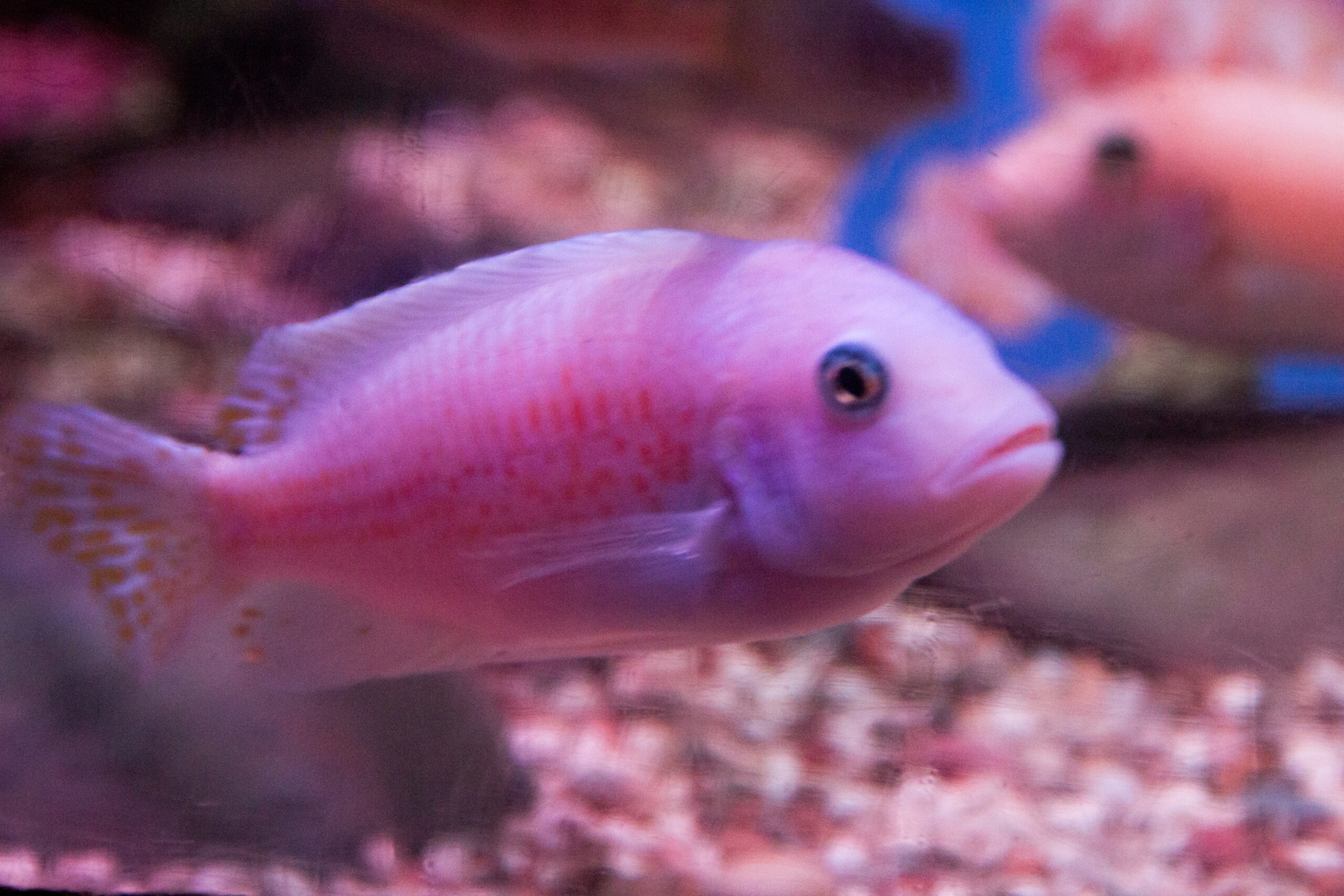 Animals With Fake Eyes: One Of Nature’s Coolest Survival Tricks Animals With Fake Eyes: One Of Nature’s Coolest Survival Tricks