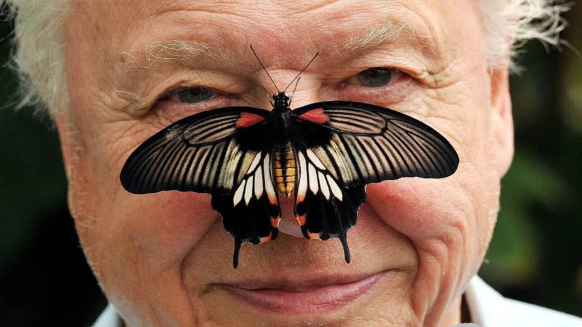 David Attenborough Turns 100: His Legendary Career Through The Years | GFX