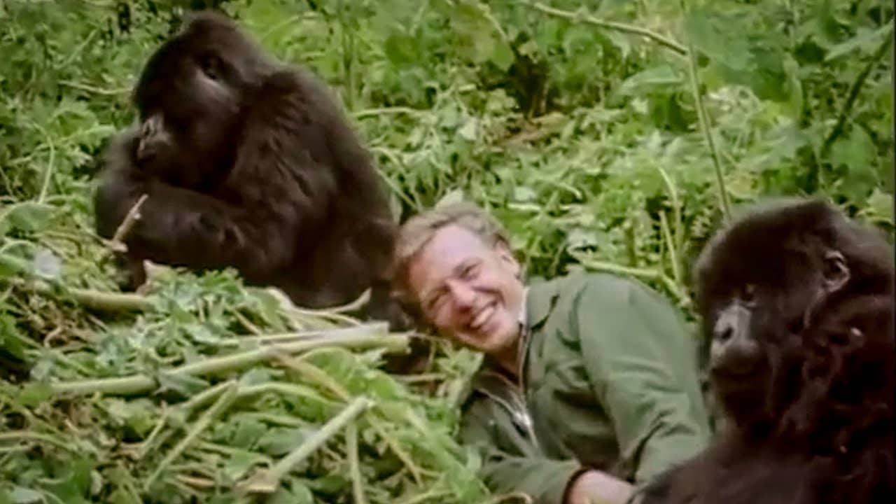 Did You Know These Facts About David Attenborough? The Nature Legend Turns 100 Today