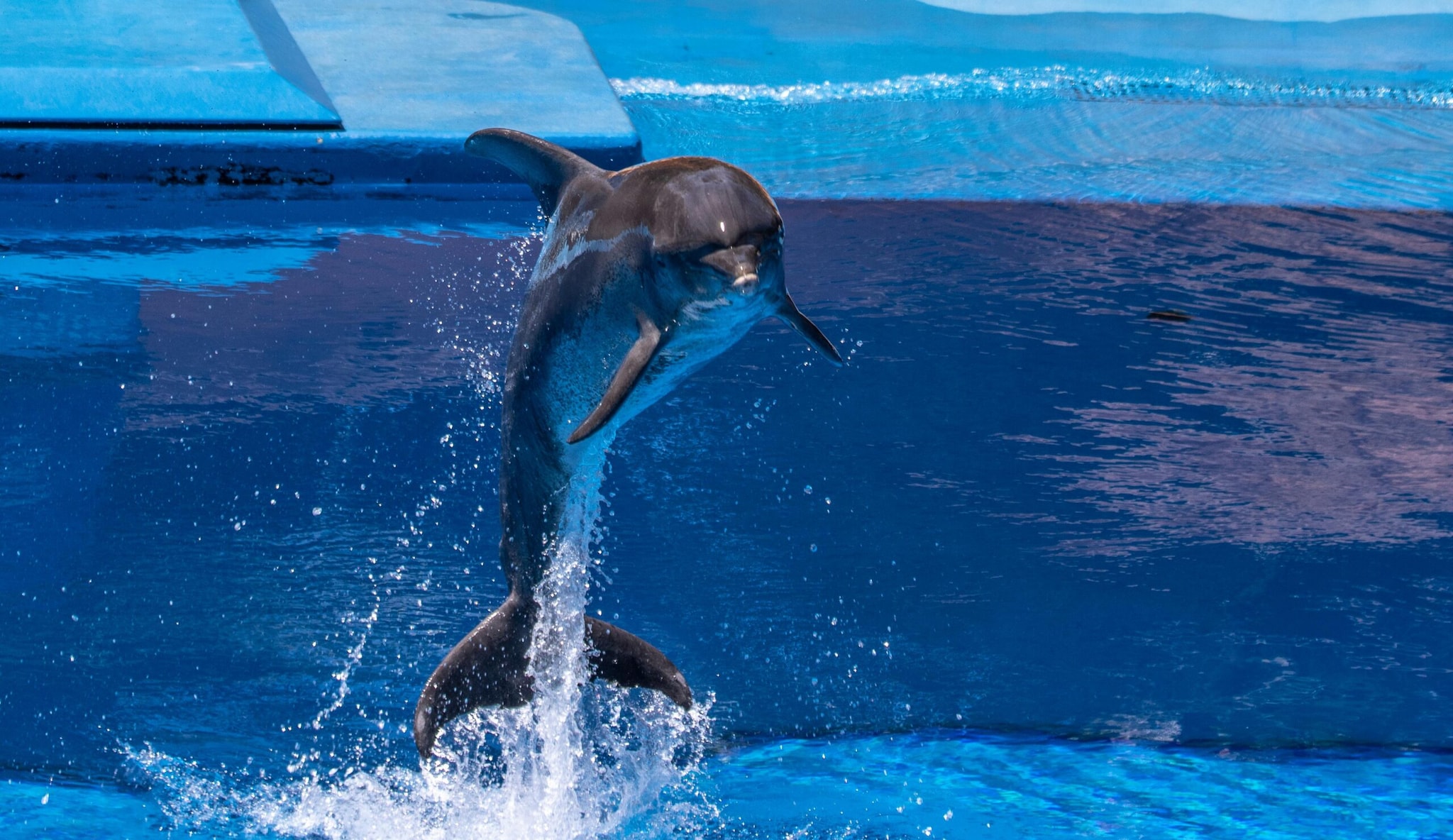 Did You Know These Animals Can Recognise Themselves In A Mirror?