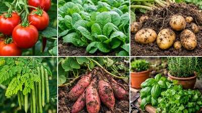 Six Best Plants To Grow At Home For Emergency Food Support | Home ...