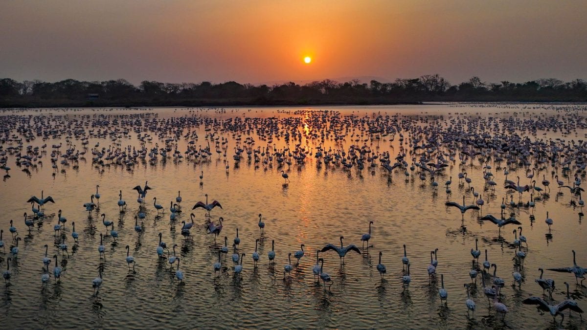 Flamingo Habitat Or Real Estate Zones? Wetlands Report On Navi Mumbai Sites Draws Backlash