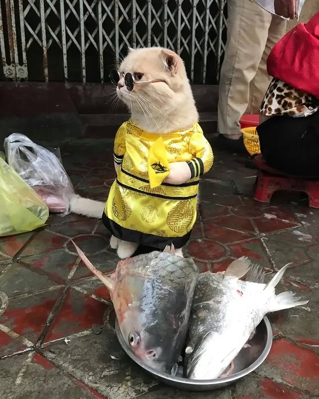 Owned by Lê Quốc Phong, Dog would spend his days alongside local fish vendors, attracting customers with his no-nonsense attitude and distinctive fashion. Dressed in beanies, jackets and sunglasses, he quickly became one of the market's most memorable faces.