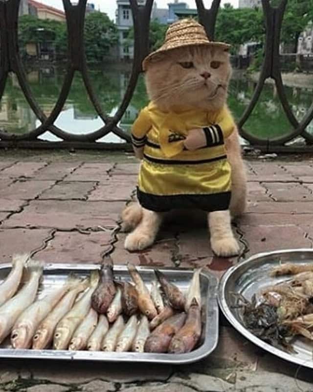     It is said that many sellers always ask the Dog to pose for their business, as it is a feline of unparalleled grace and beauty. 