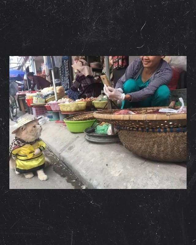 However, it is not known whether Dog still visits the market today.