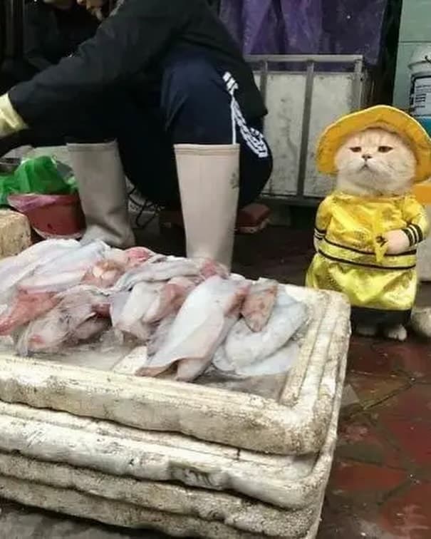     Since Fung owns an enterprise that provides pet-related goods and services, Doug designs the hottest items of cat fashion his owner sells, from royal robes to police uniforms to an array of jackets and shades.