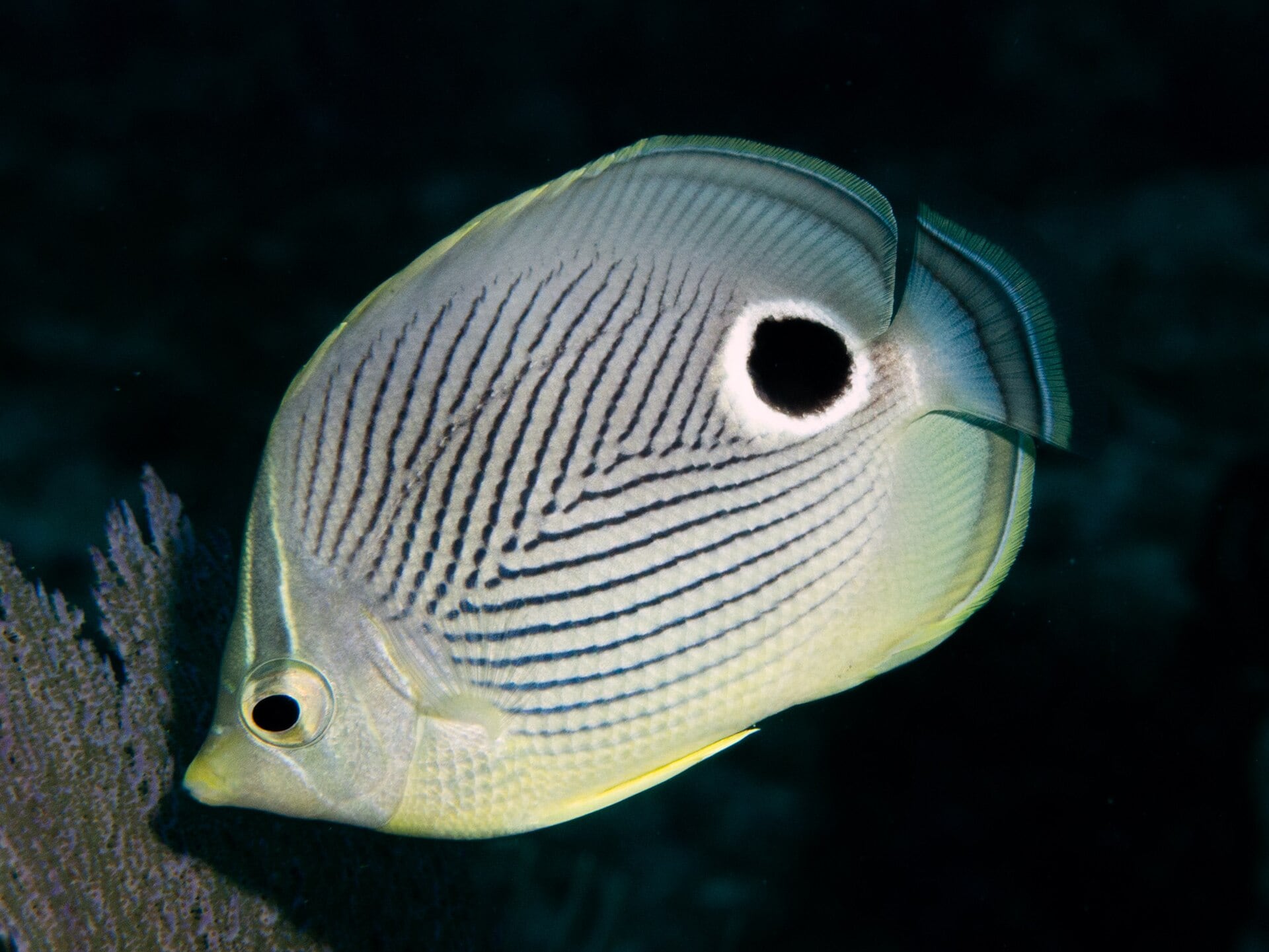 Animals With Fake Eyes: One Of Nature’s Coolest Survival Tricks Animals With Fake Eyes: One Of Nature’s Coolest Survival Tricks