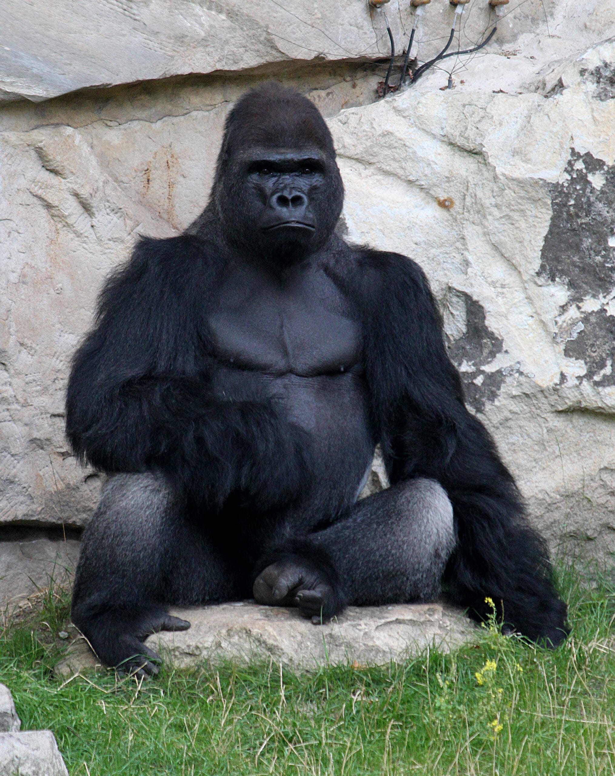 Did You Know These Animals Can Recognise Themselves In A Mirror?