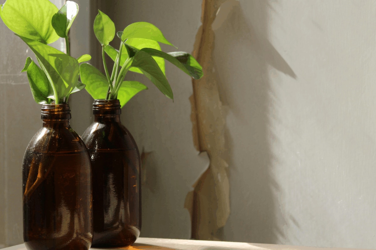 7 Beginner-Friendly Indoor Plants You Can Add To Your Balcony