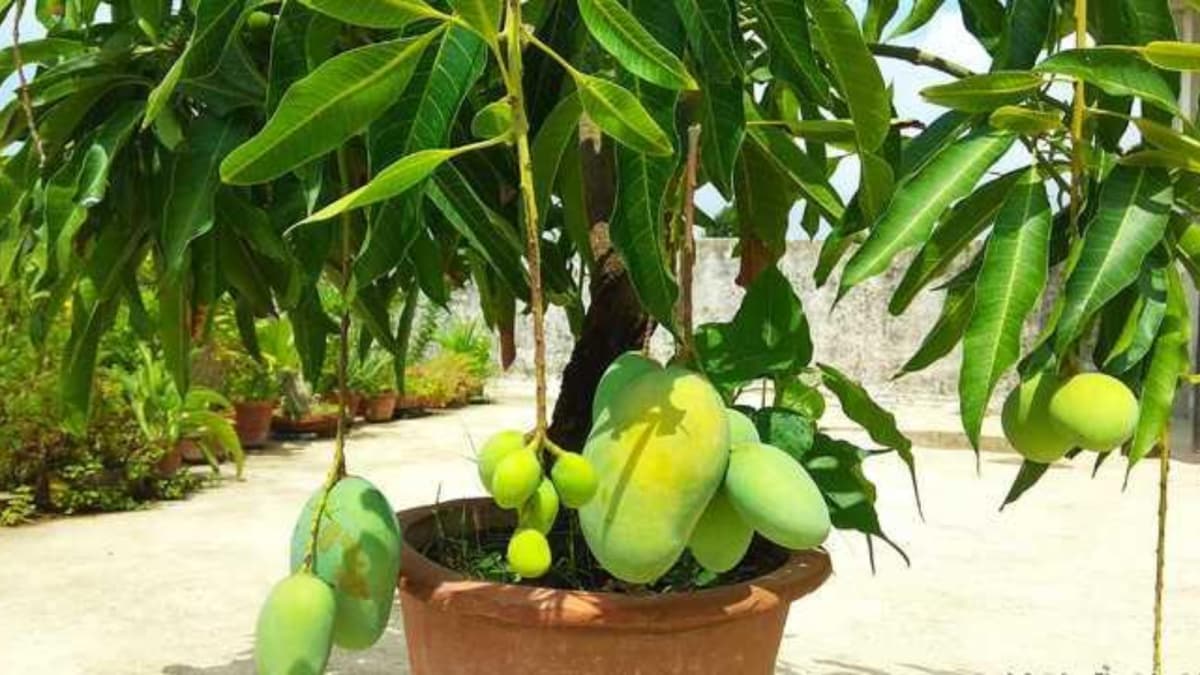 How To Grow A Mango Plant In A Pot As A Beginner