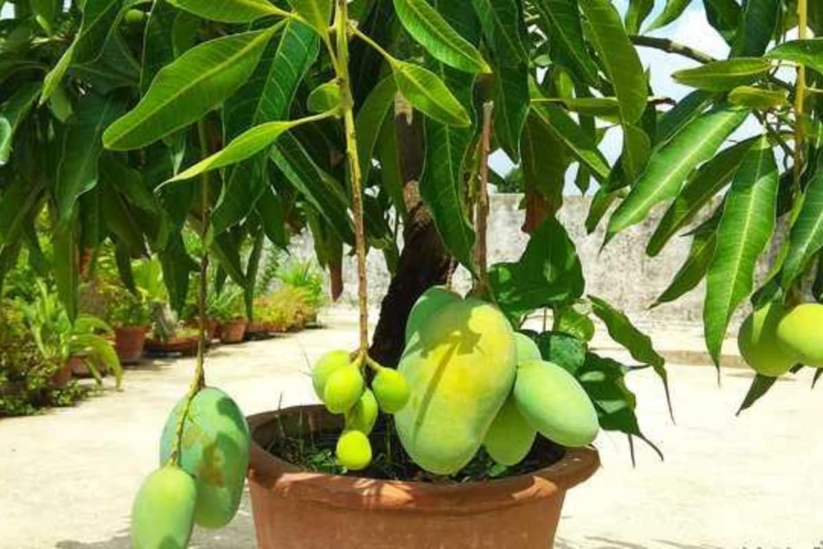 How To Grow A Mango Plant In A Pot As A Beginner