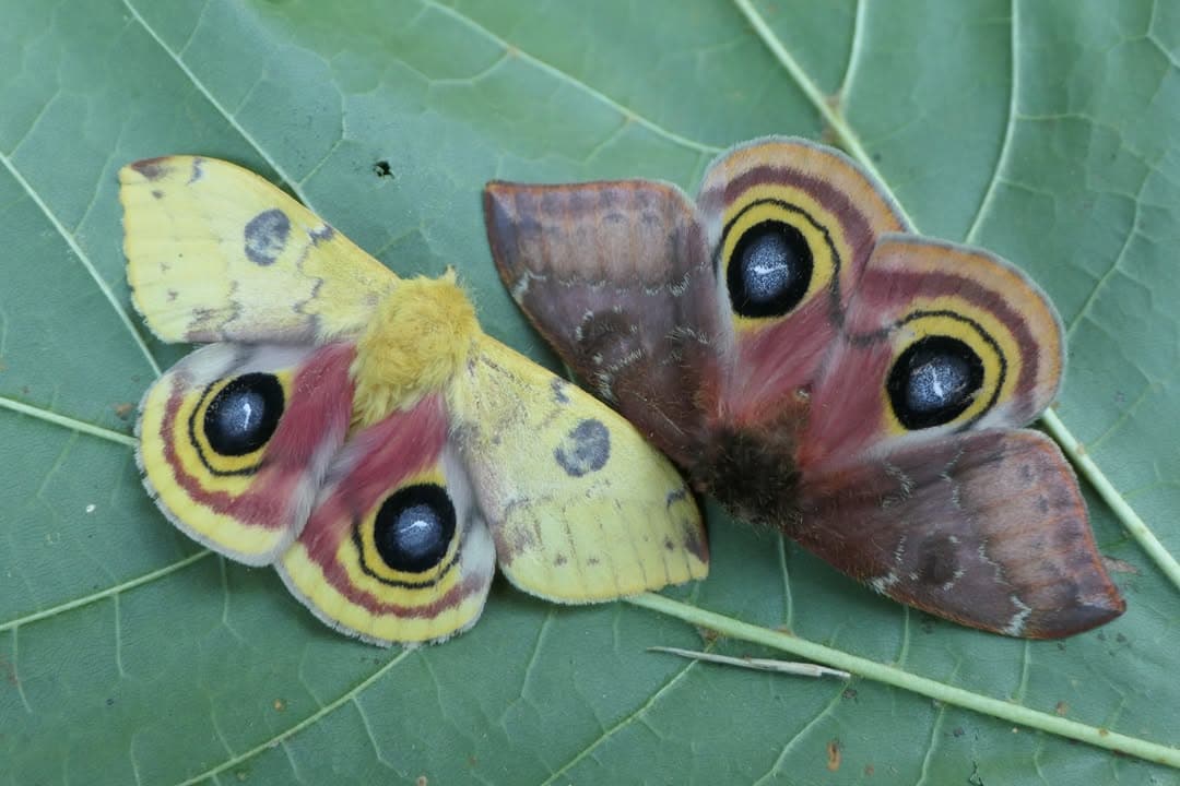 Animals With Fake Eyes: One Of Nature’s Coolest Survival Tricks Animals With Fake Eyes: One Of Nature’s Coolest Survival Tricks