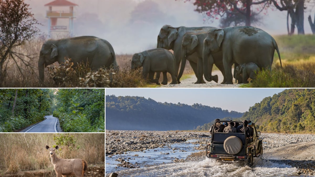 Monsoon Travel Diaries: 10 Best Wildlife Safaris In India
