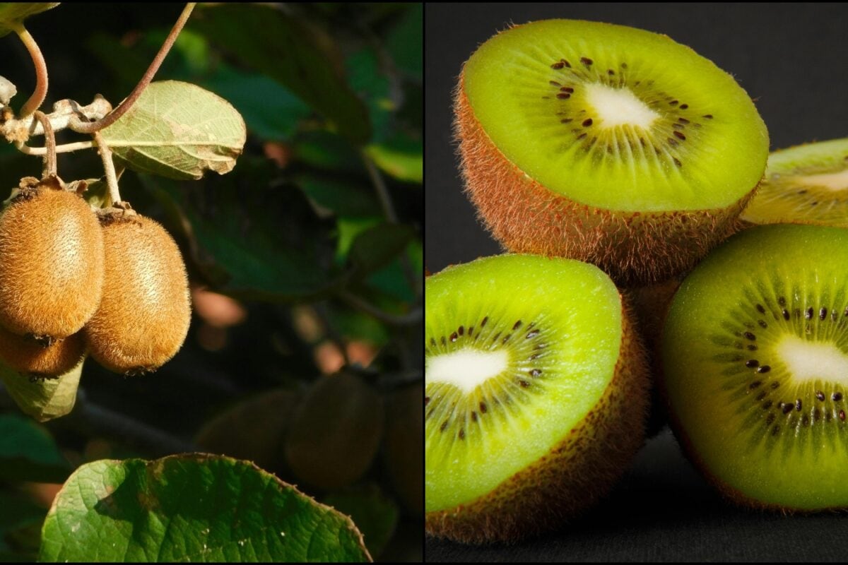 GK: Which Place Is Known As The Kiwi Capital Of India?
