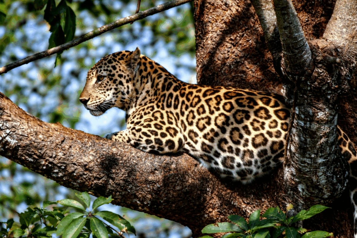 Rajasthan Tightens Rules On Jawai Safaris After Rise In Unregulated Leopard Tourism