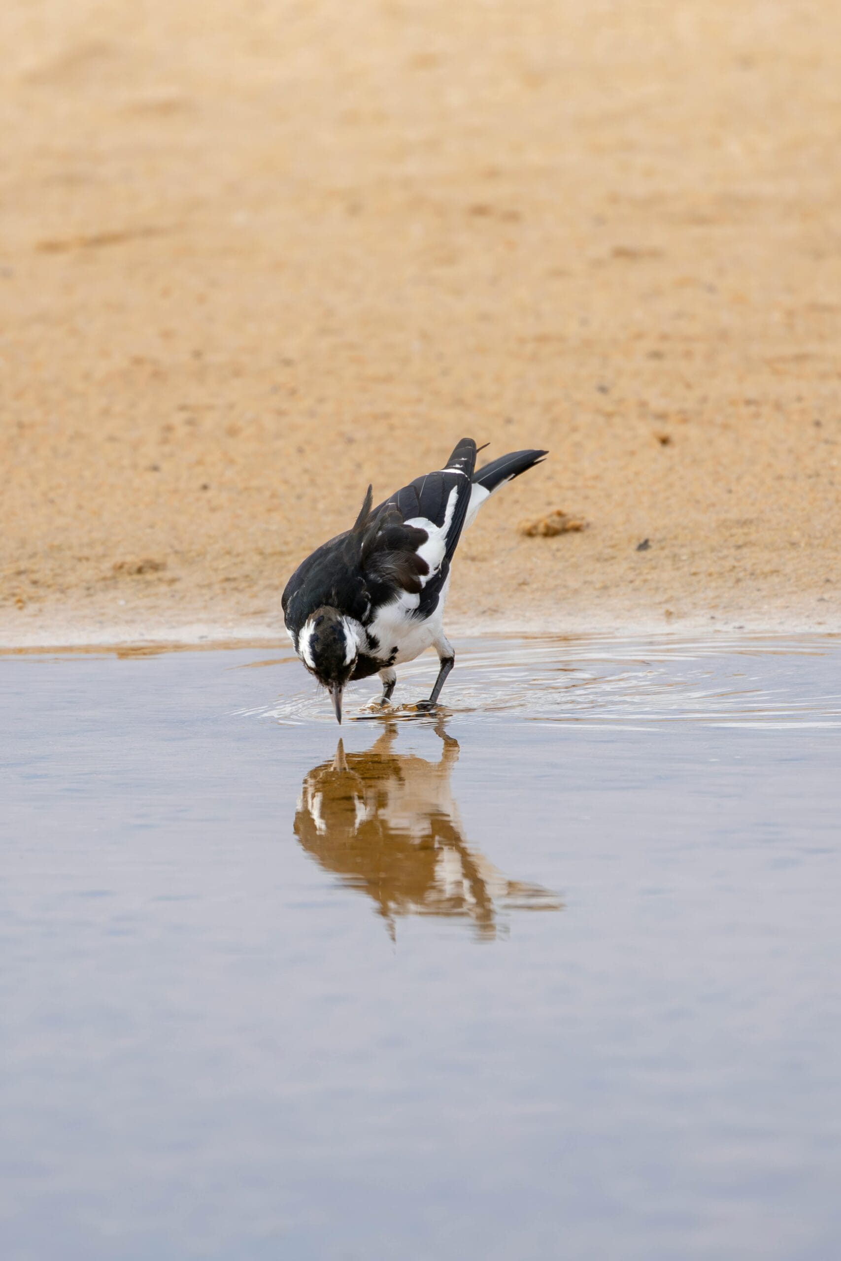 Did You Know These Animals Can Recognise Themselves In A Mirror?