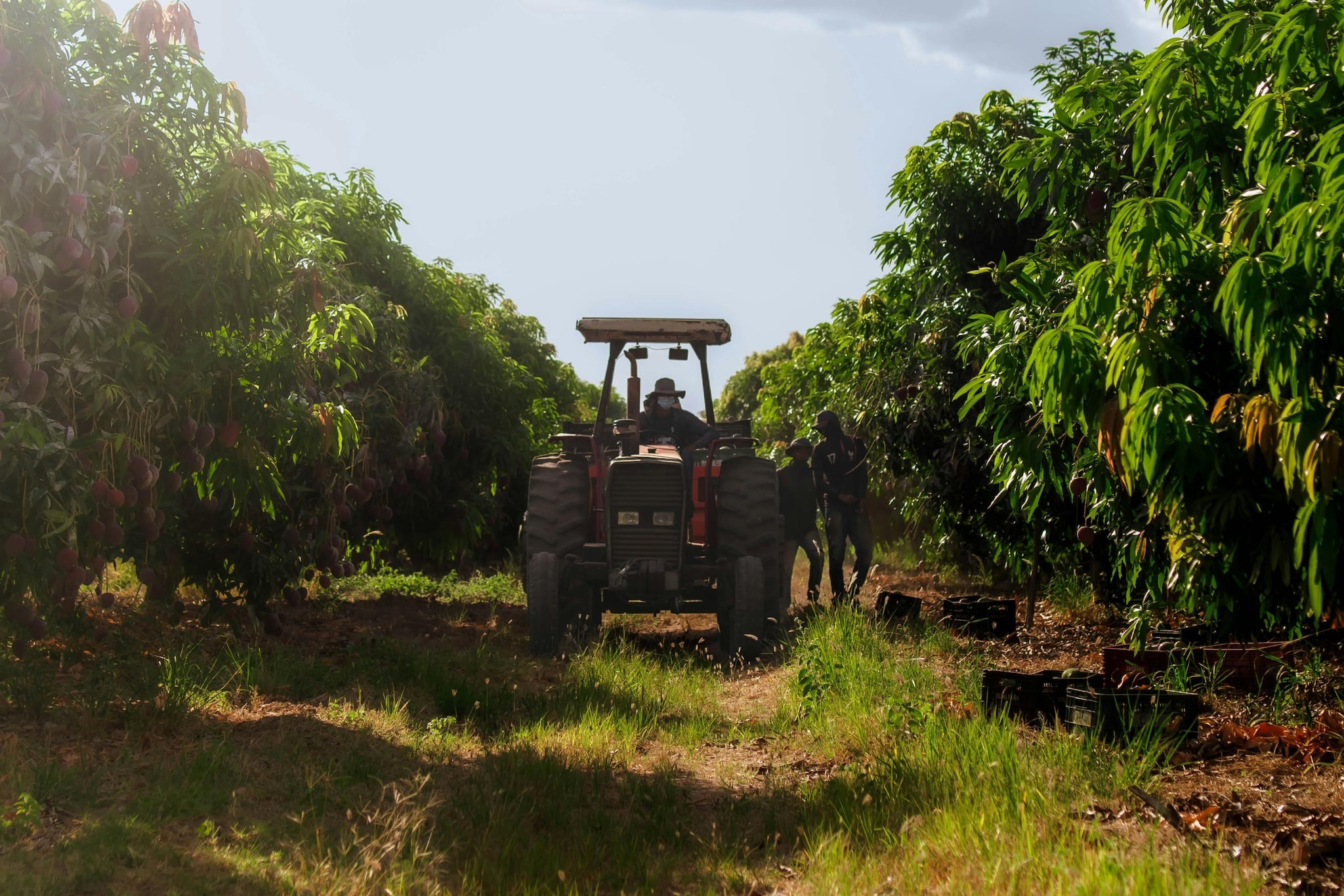 Malda’s lush orchards attract mango enthisiasts ebery summer. Nestled along the Mahananda River, the district’s natural beauty only enhances the mango experience. (Image: Pexels)
