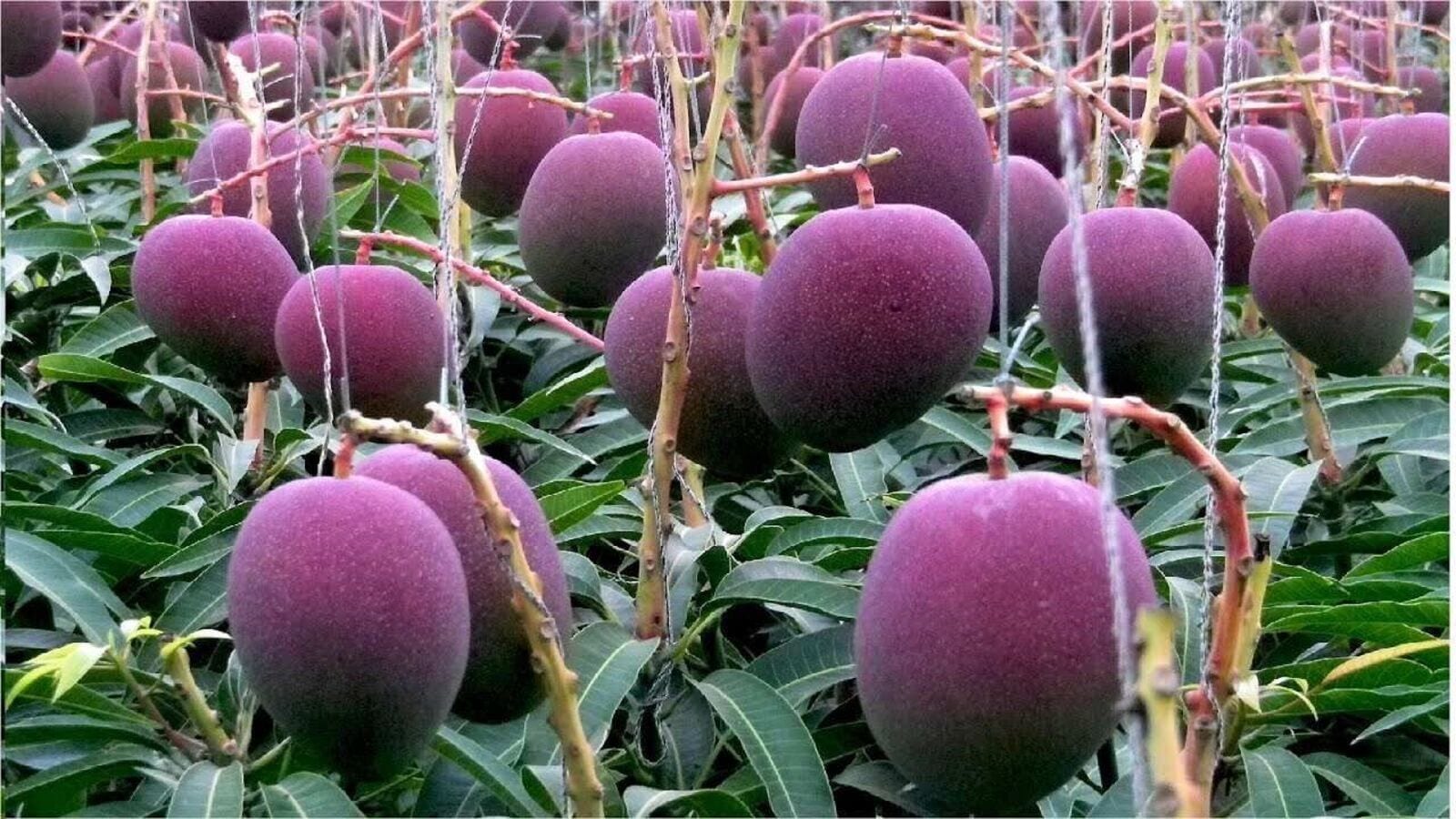 Maintain A Chemical Free Environment: Joseph Lobo is stricting against using any kind of chemical insecticides as they are harmful to the plants. He mentioned that he uses a mixture of neem oil to protect the plant from insects. This organic method helps keep the plant healthy without restoring to chemicals. (Image: Pexels)