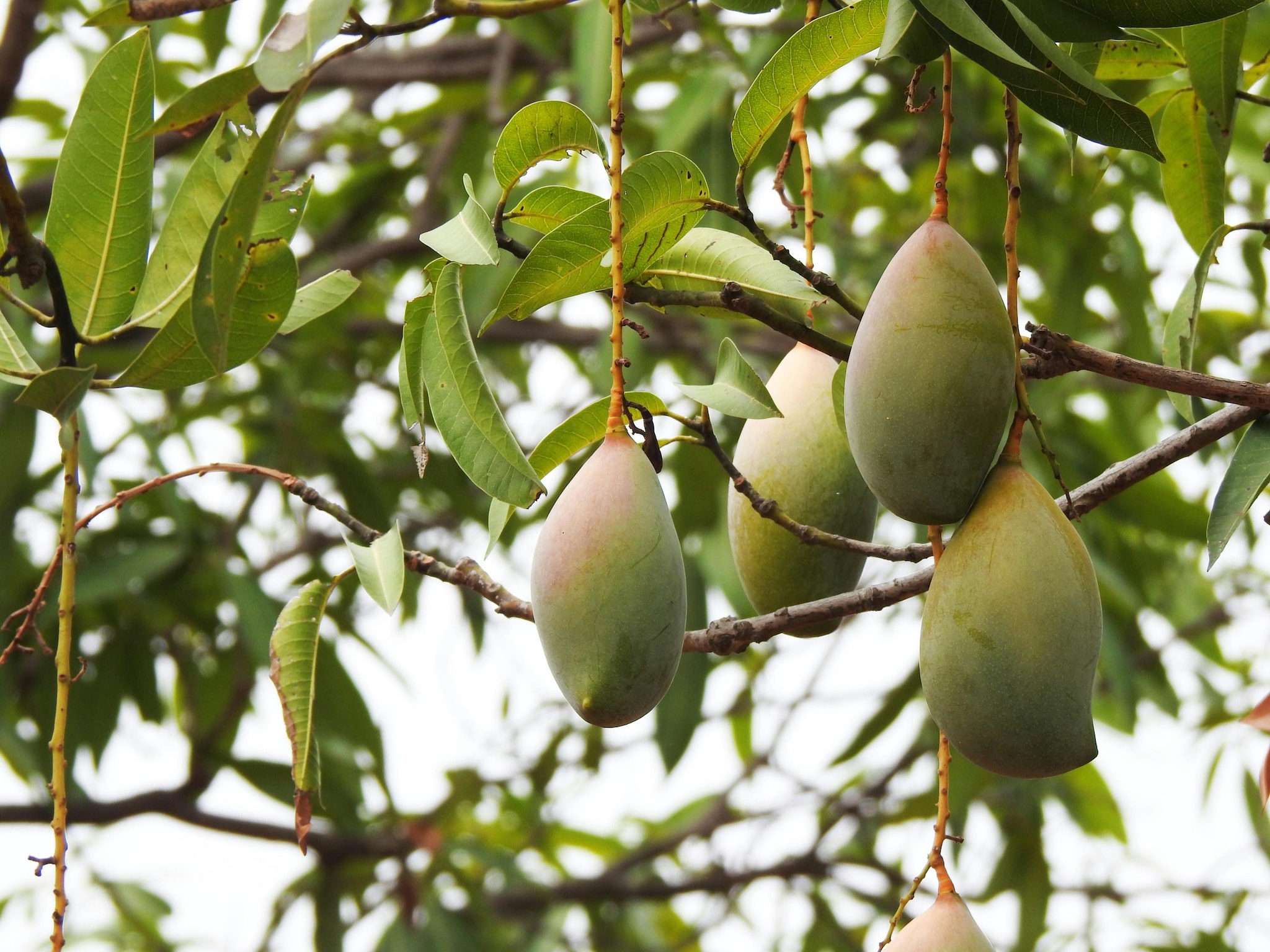 Choose The Right Mango Sapling: The farmer told the publication that he treated this variety like any other mango plant. It is important to use a large grow bag or pot to provide enough space for the roots. (Representative Image: Pexels)