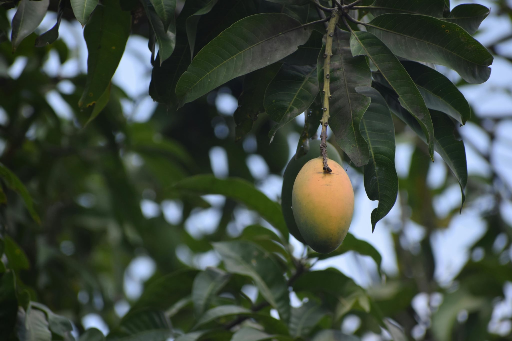 Plant The Sapling With Care: The farmer advices that the planr should be treated with care, particularly in its early stage. He added that one should ensure that the plant gets enough water and sunlight to grow. (Image: Pexels)