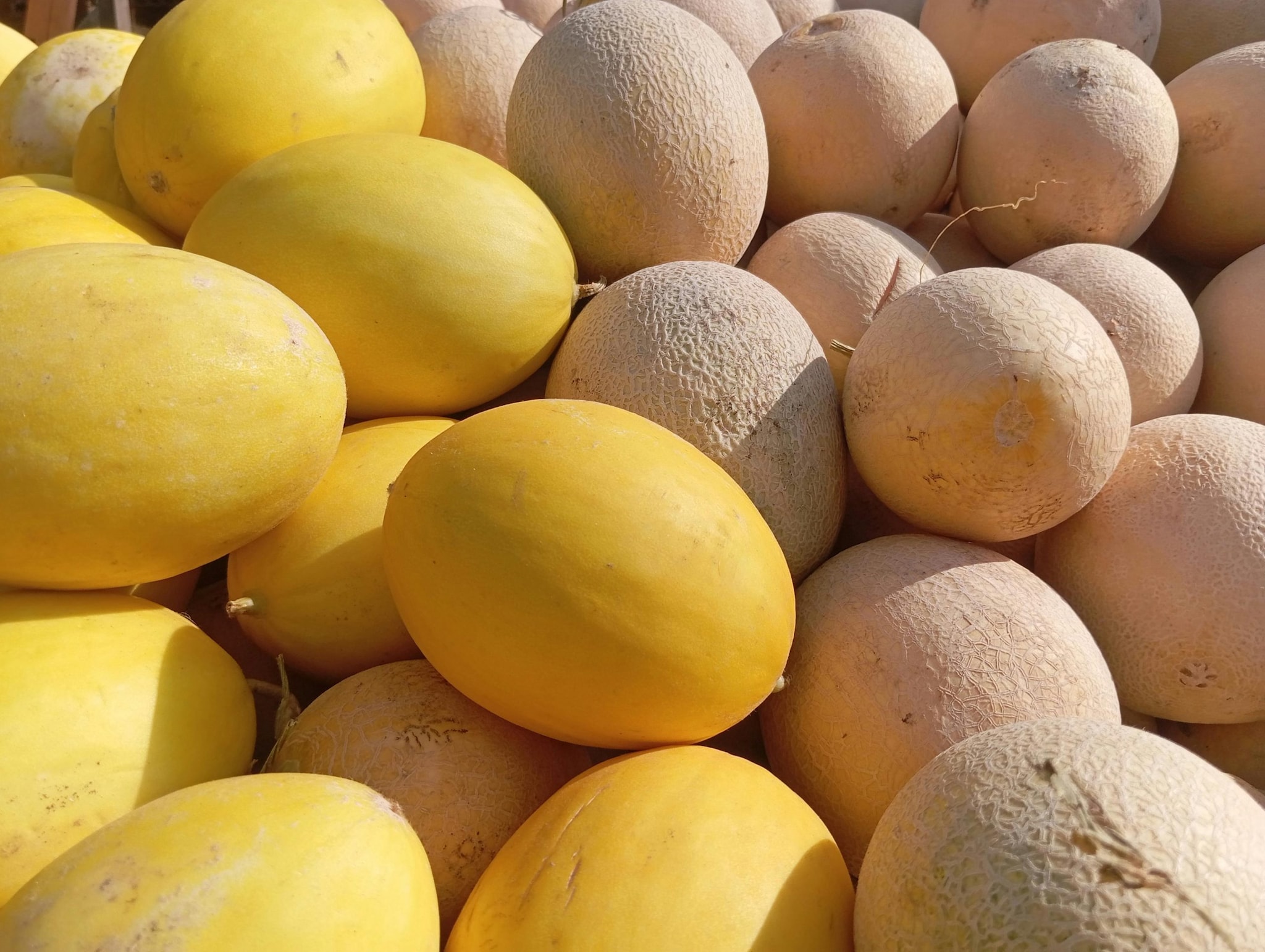 Use airtight containers: Store cut muskmelon pieces in clean, airtight containers to lock in moisture and prevent exposure to air. This reduces the chances of contamination and keeps the fruit from drying out. Proper sealing also helps preserve its natural aroma, taste, and juicy texture. (Image: Pexels)