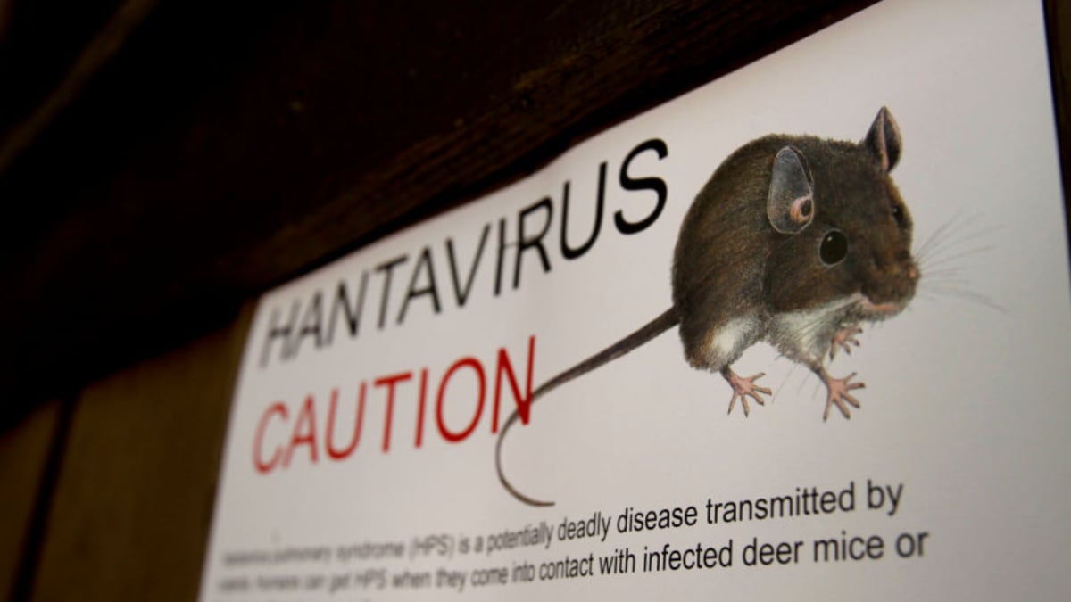 WHO Flags Cruise Hantavirus Outbreak: How Risky Is It, Can It Spread, Should India Worry
