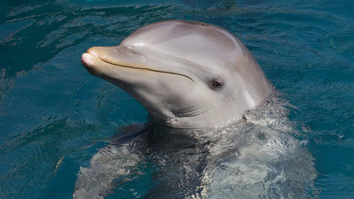 ‘Kamikaze Dolphins’ Claim: Are Marine Mammals Iran’s Secret Weapon? What Pentagon Chief Said