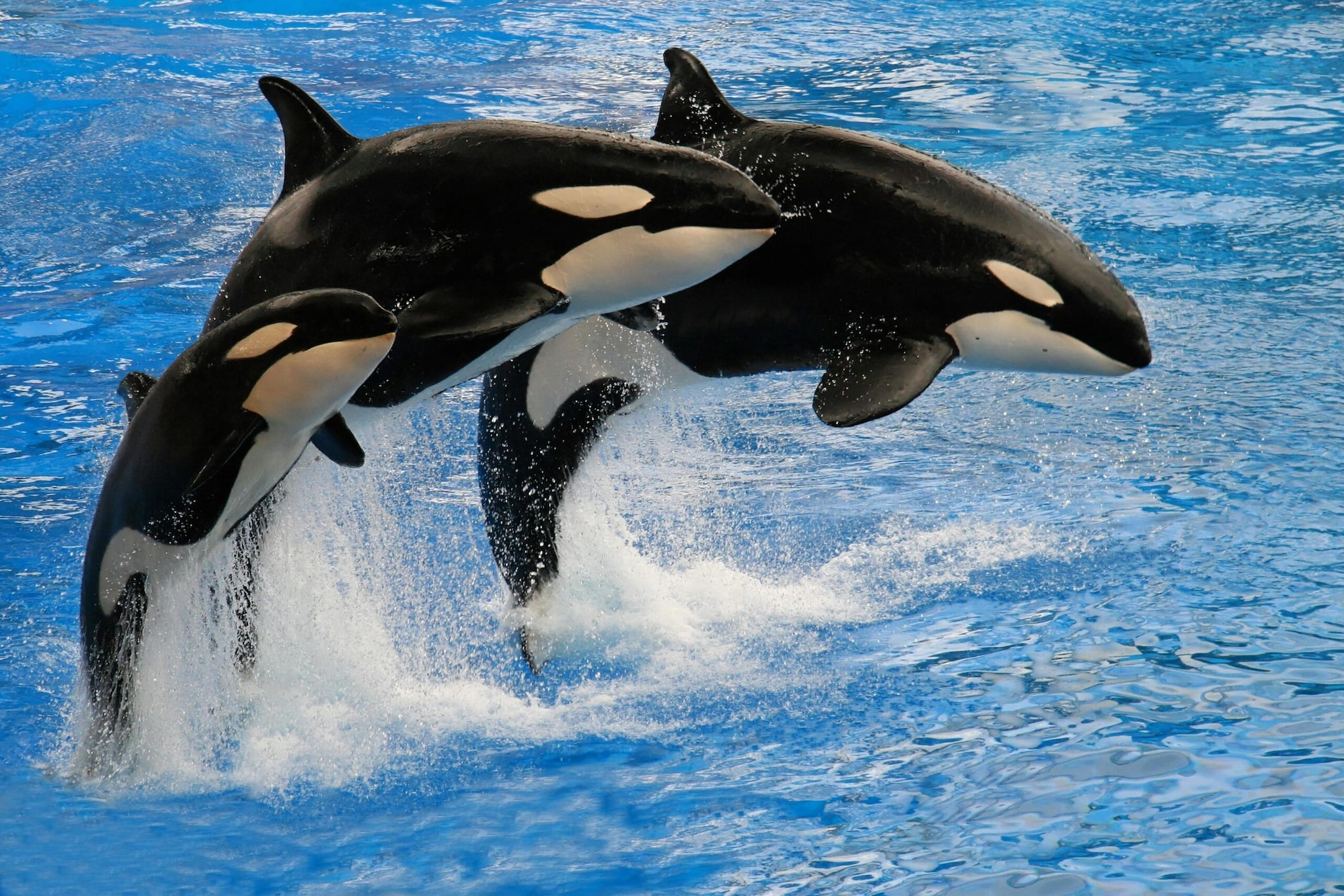 Did You Know These Animals Can Recognise Themselves In A Mirror?