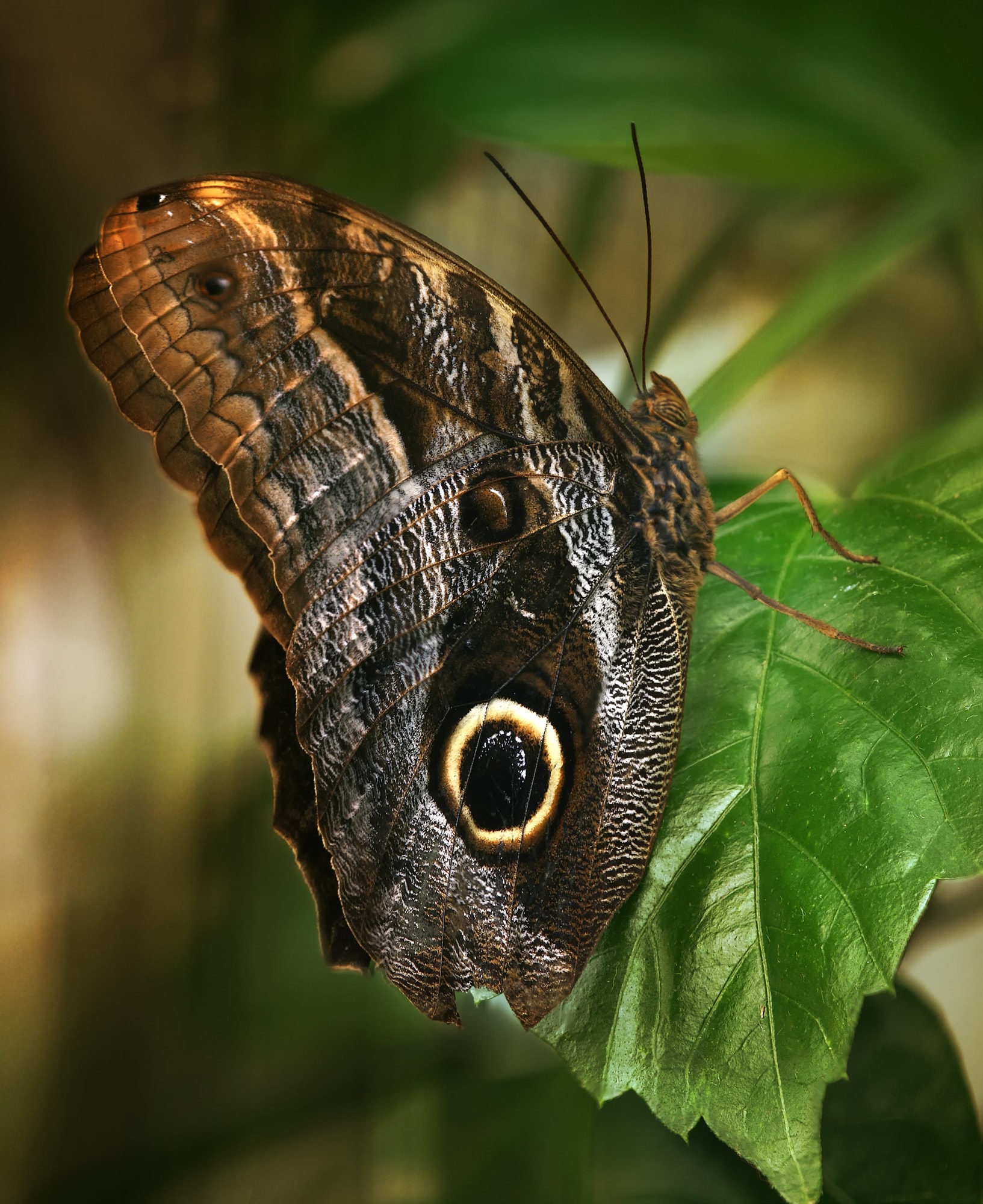Animals With Fake Eyes: One Of Nature’s Coolest Survival Tricks Animals With Fake Eyes: One Of Nature’s Coolest Survival Tricks