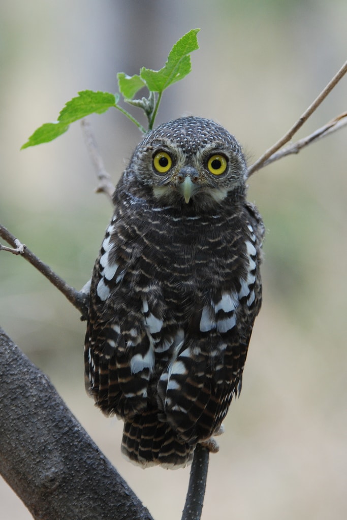 Animals With Fake Eyes: One Of Nature’s Coolest Survival Tricks Animals With Fake Eyes: One Of Nature’s Coolest Survival Tricks