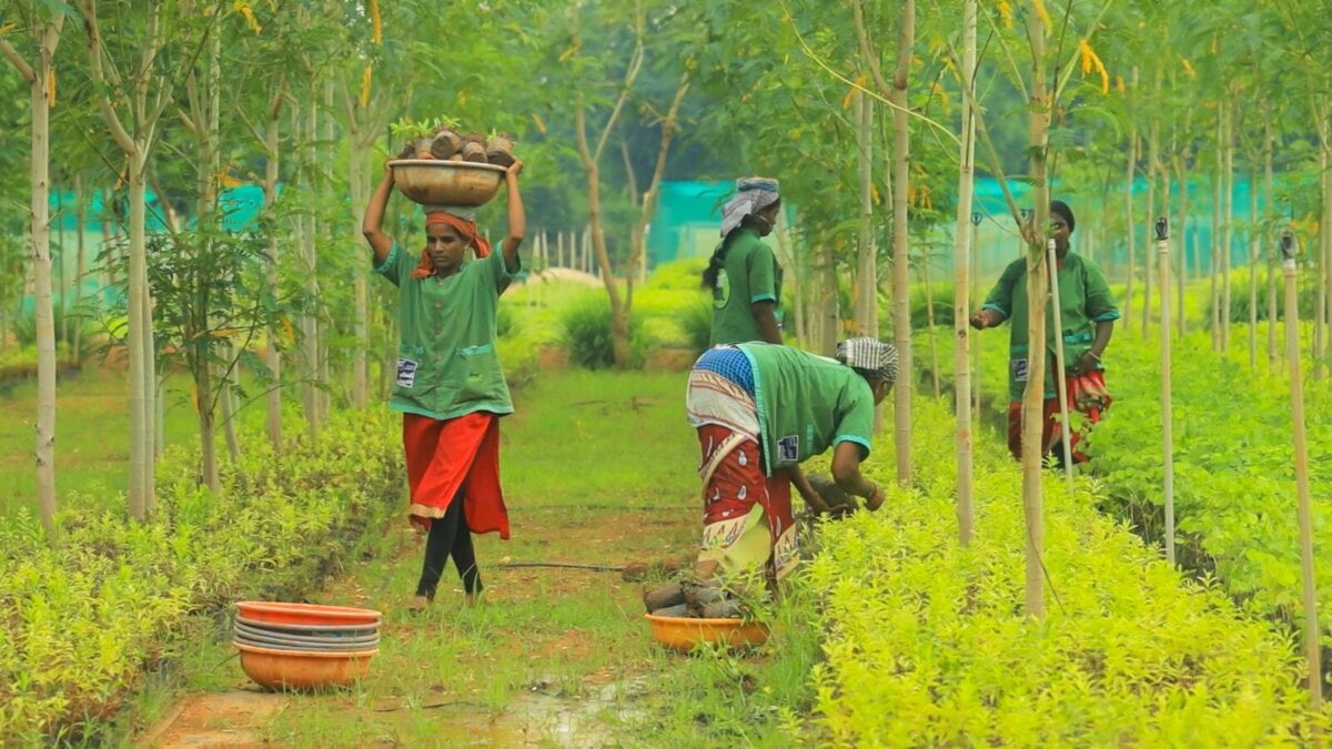 Farmers-Led Drive Targets Cauvery Revival With 1.2 Cr New Saplings in 2026-27