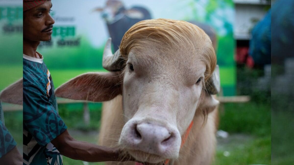 'I'm Going To Miss Donald Trump': Bangladesh's Viral Blond-Haired Buffalo Set For Eid Sacrifice