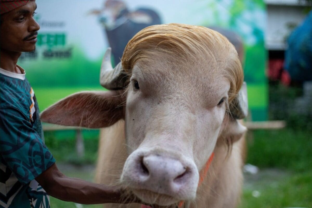 ‘I’m Going To Miss Donald Trump’: Bangladesh’s Viral Blond-Haired Buffalo Set For Eid Sacrifice