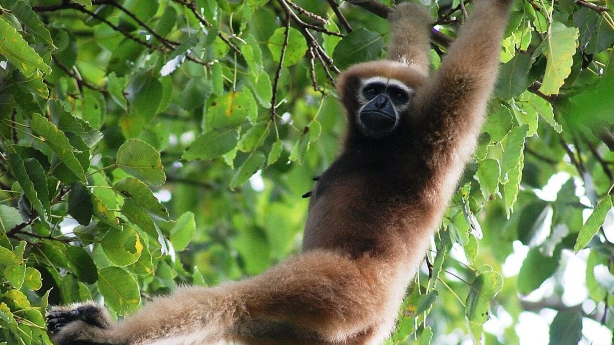 10 Extraordinary Endangered Animals Still Surviving In Northeast India’s Forests