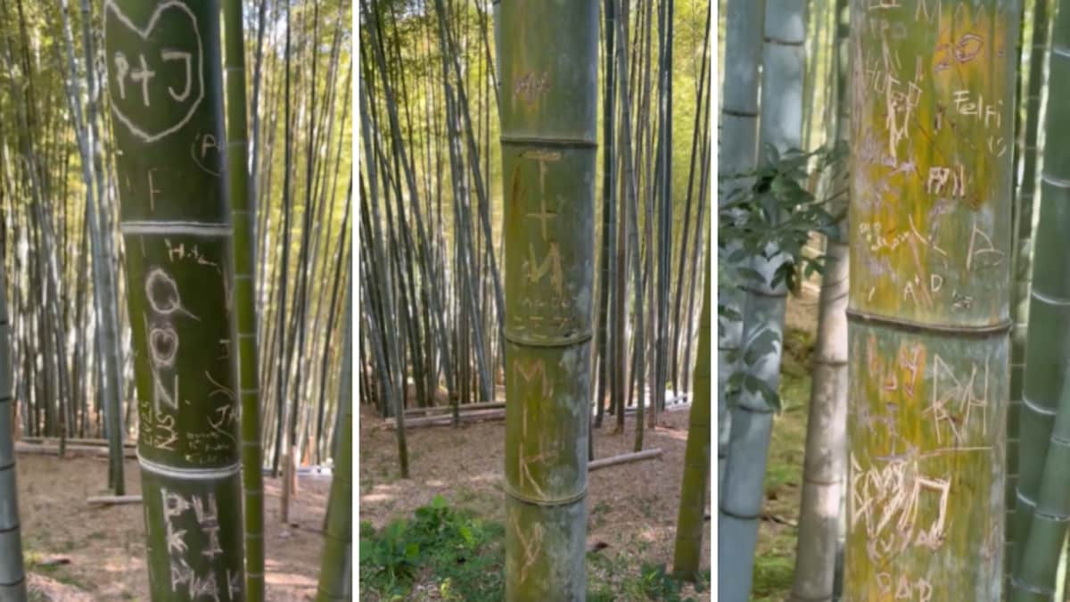 ‘Japan Is Being Destroyed’: Video Shows Bamboo Trees Covered In Graffiti At Kyoto’s Fushimi Inari Taisha